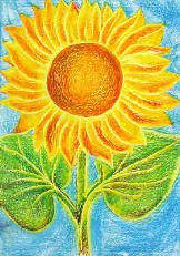 Vorschau: P1010445-Sonnenblume_(Helianthus_annuus)_Sunflower_Tournesol_g