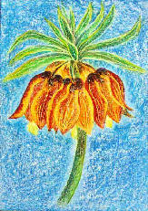 Kaiserkrone - Fritillaria imperialis