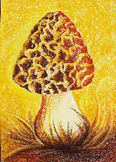 Vorschau: P1010458-Speise-Morchel_(Morchella_esculenta)_g