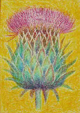 Artischocke - Cynara scolymus