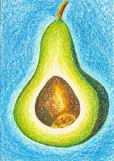 Avocado - Persea gratissima