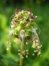 Pimpinelle - Sanguisorba minor