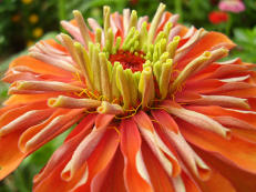 Vorschau: H029_Zinnie__Zinnia_elegans_g