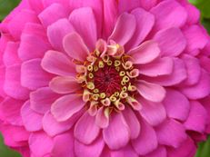 Vorschau: H032_Zinnie__Zinnia_elegans_g