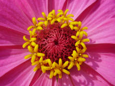 Vorschau: H036_Zinnie__Zinnia_elegans_g