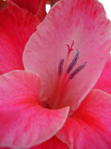 Gladiole - Gladiolus