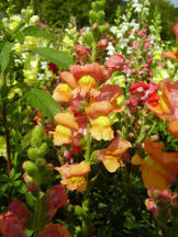 Großes Löwenmäulchen - Antirrhinum majus