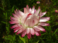 Garten-Strohblume - Helichrysum bracteatum