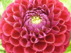 Vorschau: H119_A_Ball-Dahlie__Dahlia_x_hortensis_g