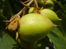 Blauglockenbaumfrucht - Paulownia tomentosa