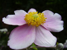 Herbst-Anemone - Anemone hupehensis