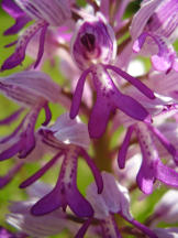 Helm-Knabenkraut - Orchis militaris