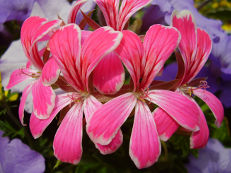 Hängegeranie - Pelargonium peltatum