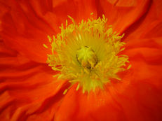 Island-Mohn - Papaver nudicaule