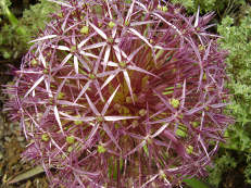 Sternkugel-Lauch - Allium cristophii