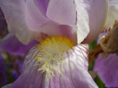 Schwertlilie - Iris germanica