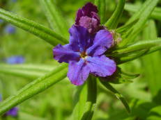 Blauroter Steinsame - Lithospermum purpurocaeruleum