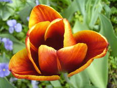 Triumph-Tulpe - Tulipa ‘Abu Hassan’