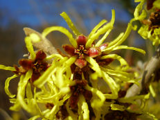 Zaubernuss - Hamamelis mollis