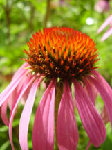 Purpur-Sonnenhut - Echinacea purpurea