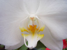 Malaienblume - Phalaenopsis