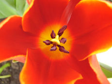 Vorschau: P6050059_Tulpe__Tulipa_species_g