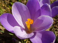 Frühlings-Krokus - Crocus vernus