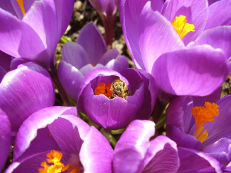 Frühlings-Krokus - Crocus vernus