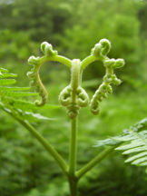 Adlerfarn - Pteridium aquilinum