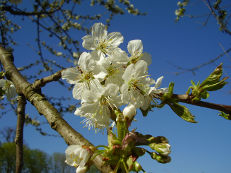 Kirschblüte - Prunus avium