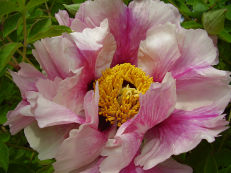 Vorschau: P7250184_Strauch-Pfingstrose__Paeonia_suffruticosa_g