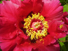 Strauch-Pfingstrose - Paeonia suffruticosa