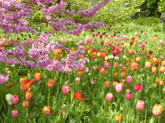 Tulpenwiese im Hermannshof Weinheim