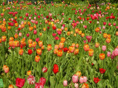 Tulpenwiese im Hermannshof Weinheim