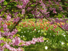 Tulpenwiese im Hermannshof Weinheim