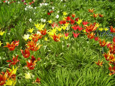 Tulpenwiese im Hermannshof Weinheim