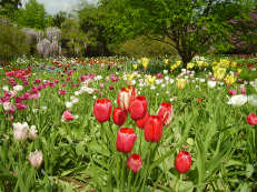 Tulpenwiese im Hermannshof Weinheim