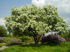 Chinesischer Teeapfelbaum - Malus hupehensis