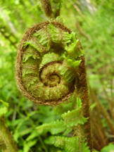 Echter Wurmfarn - Dryopteris filix-mas