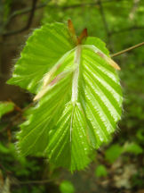 Rotbuche - Fagus sylvatica