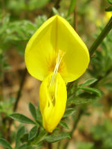 Besenginster - Cytisus scoparius