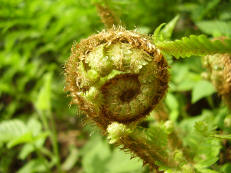 Echter Wurmfarn - Dryopteris filix-mas