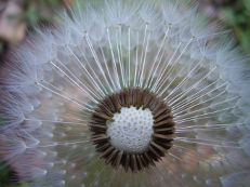 Löwenzahn - Taraxacum officinale