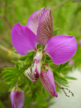 Myrten-Kreuzblümchen - Polygala myrtifolia