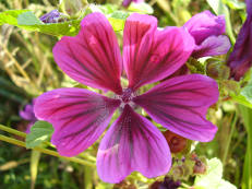 Wilde Malve - Malva sylvestris ssp. mauritiana