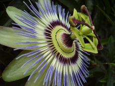 Blaue Passionsblume - Passiflora caerulea