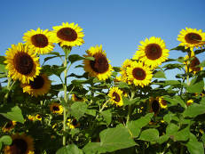 Sonnenblumen - Helianthus annuus