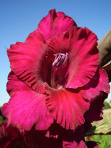 Gladiole - Gladiolus