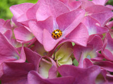 Hortensie - Hydrangea macrophylla