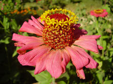 Zinnie - Zinnia elegans